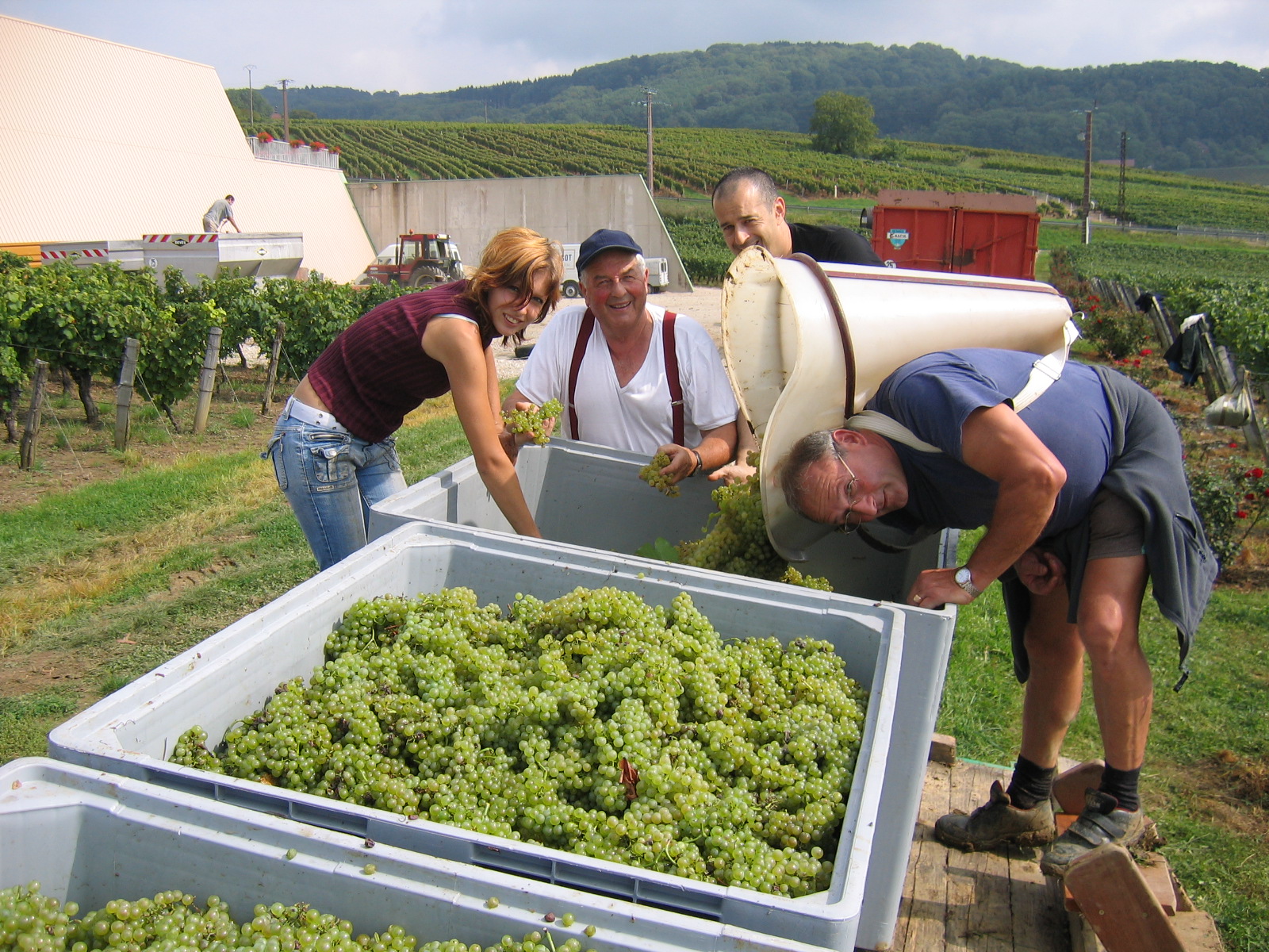 Scène de vendanges traditionnelles